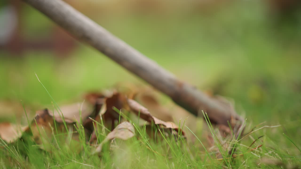 Lowangle closeup of stick sweeping leaves across dewy grass, gentle raking motion evokes mindful backyard chore, soft bokeh background, autumnal brown textures, moist soil and delicate blades, serene