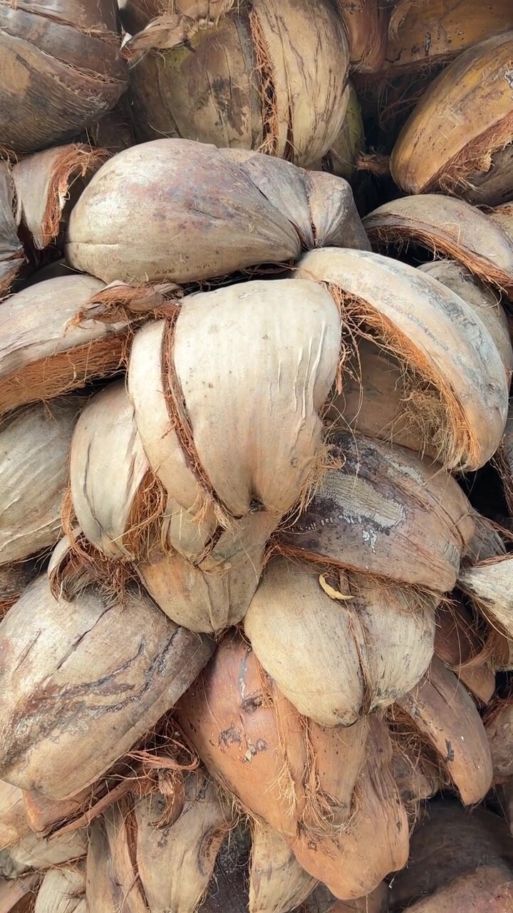Primo piano di scorze di cocco essiccate impilate