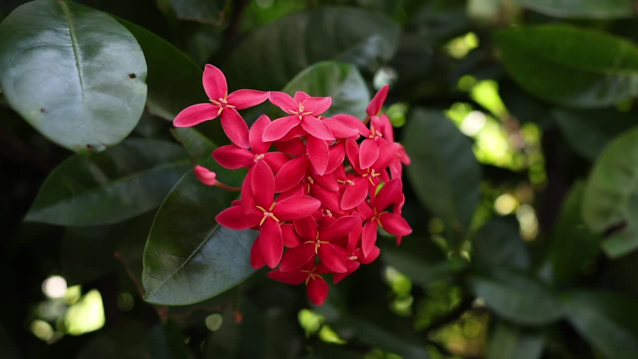 ixora coccinea vibrante en el follaje verde natural.