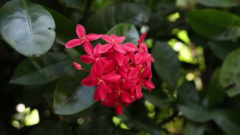 vibrant ixora coccinea in natural green foliage.