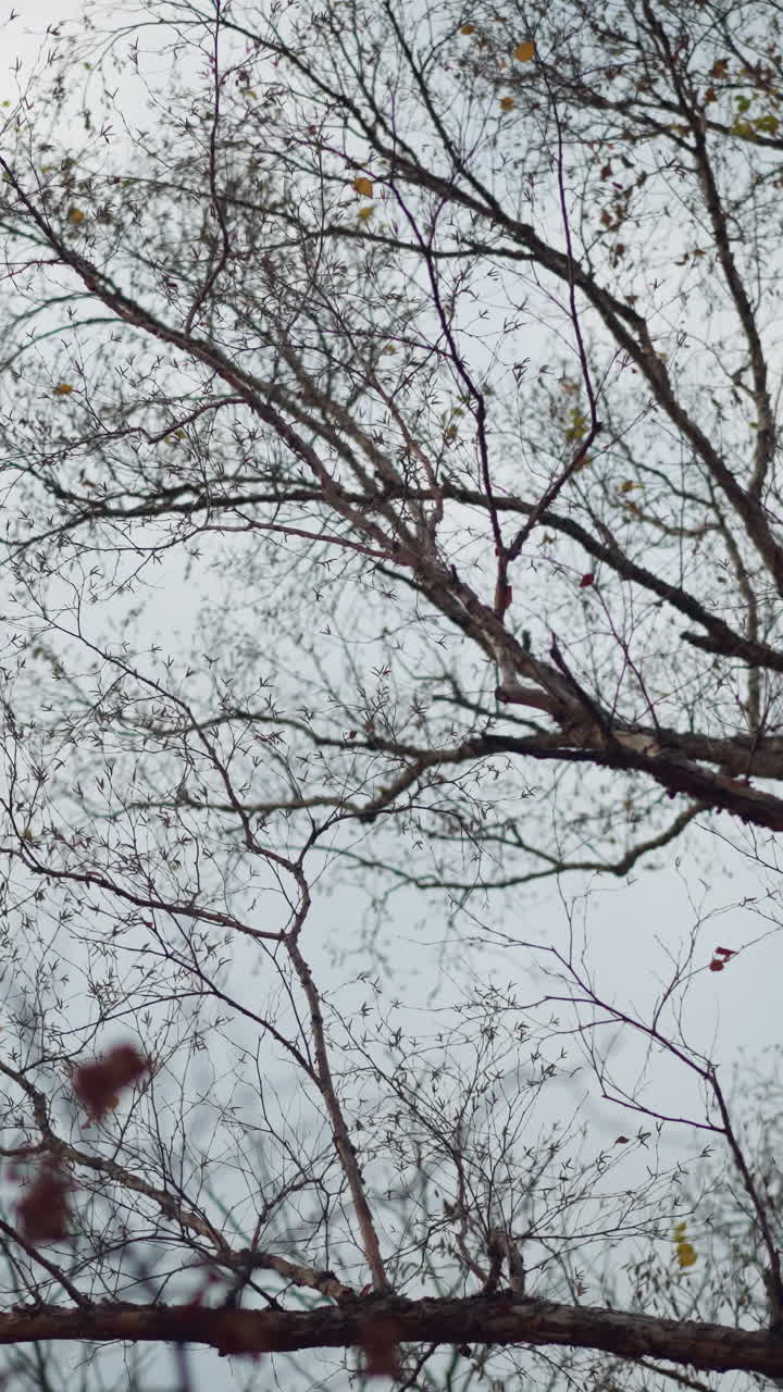 Silhouettes of trees with bare branches against soft sunlight filtering through autumn sky, warm glow highlights intricate details of twigs and dried leaves