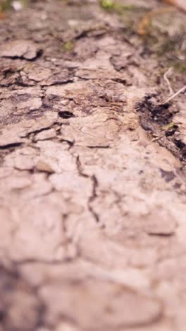 Vertical-Video-Close-Up-Bark-On-Trunk-Fallen-Tree-In-Woodland-Countryside