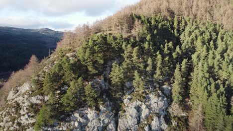 Drohnenaufnahmen-Aus-Der-Luft,-Die-Langsam-Von-Einer-Klippe-Wegfliegen,-Um-Einen-Einheimischen-Wald-Auf-Einem-Berg-Mit-Waldkiefern-Und-Lärchen-Am-Polney-Crag-In-Der-Nähe-Von-Dunkeld-Schottland-Zu-Enthüllen