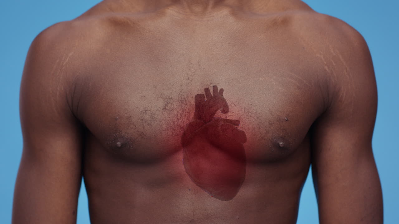 anatomía del corazón humano