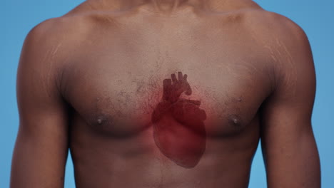 anatomía del corazón humano