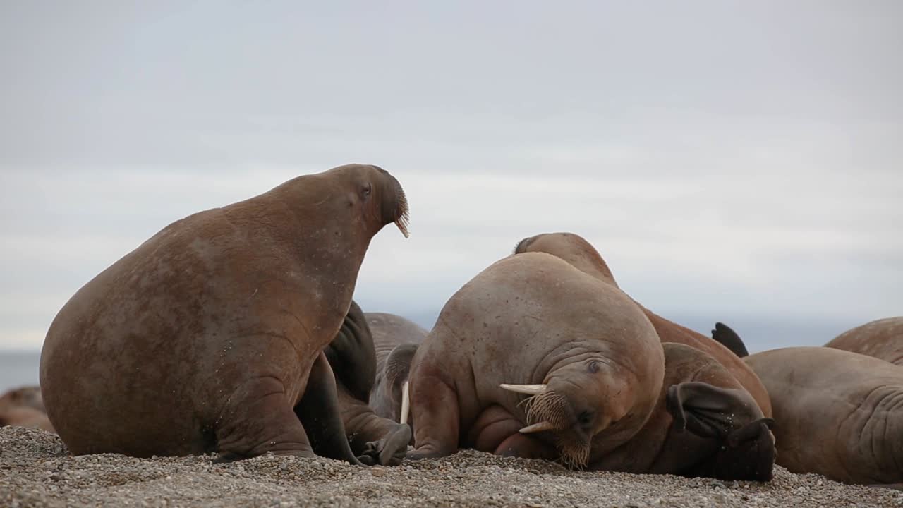 A walrus is laying with other individuals on the beach and he's scratching his head