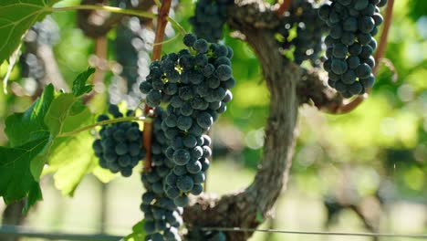 primer plano uvas vino tinto uvas maduras