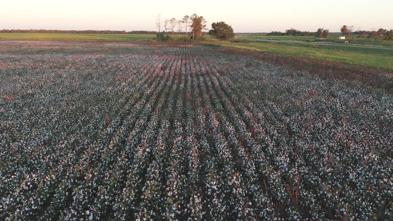 vista aérea de arriba hacia abajo de un campo de algodón listo para la cosecha, destacando el sorprendente contraste entre el follaje verde y las bolas de algodó blancas