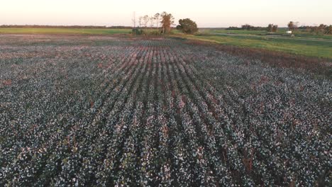 Aerial-top-down-view-of-a-cotton-field-ready-for-harvest,-highlighting-the-striking-contrast-between-the-green-foliage-and-white-cotton-bolls