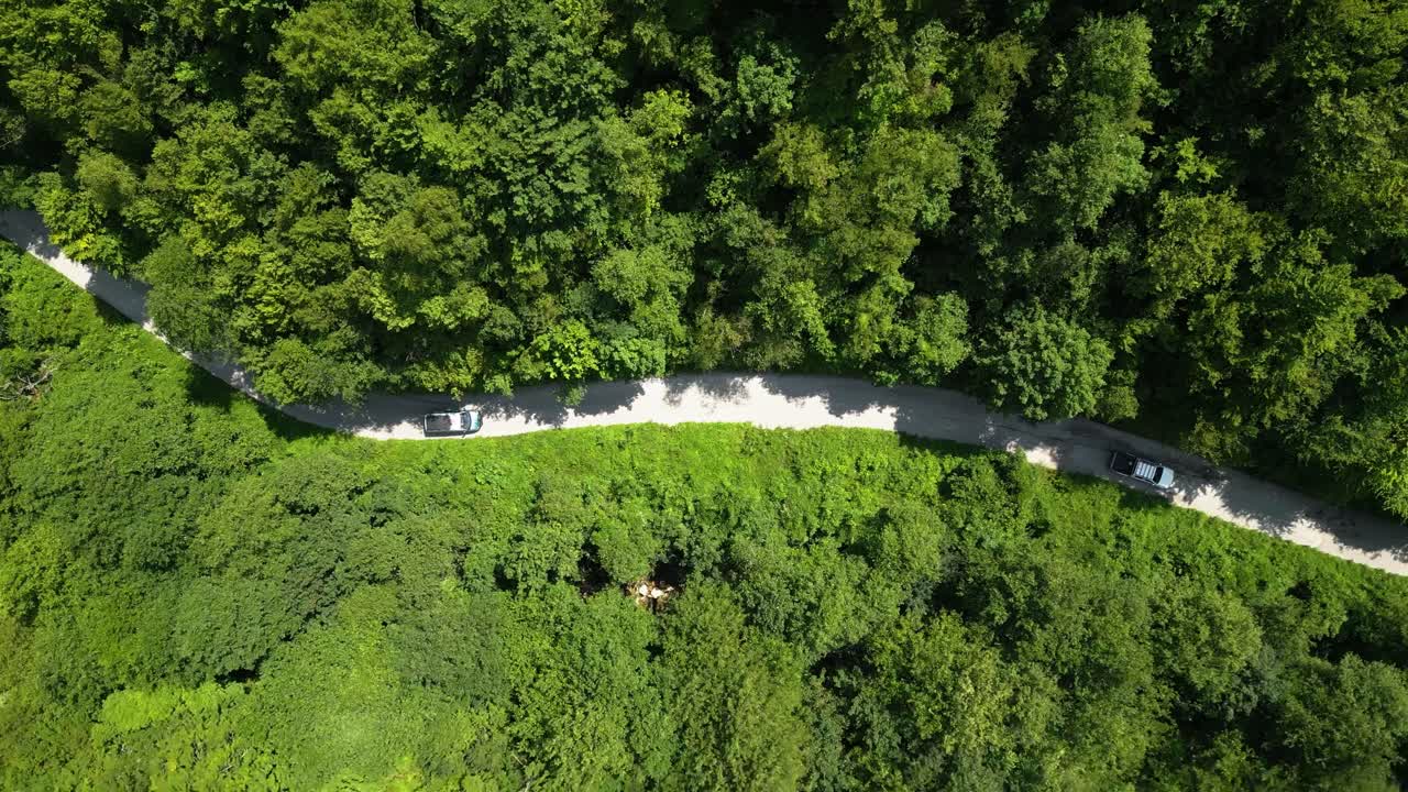 This video represent two cars drive offroad, forest all around the dirt road. Vibrant nature.
