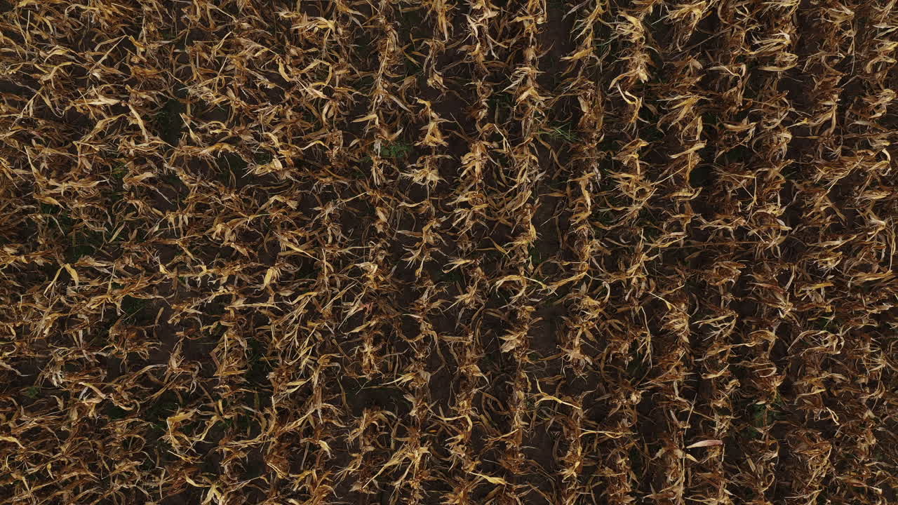 plantación de maíz desde el pov drone