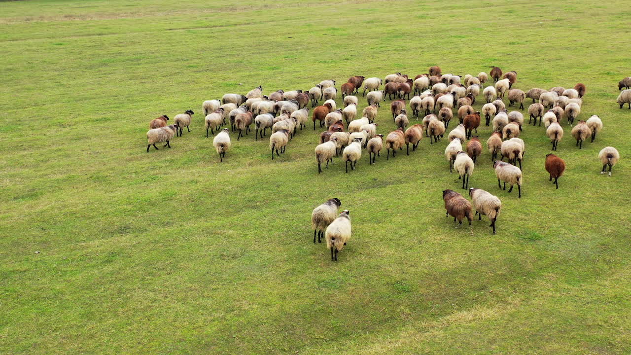 Giornata di sole con pecore che pascolano in un campo erboso. Gregge di animali domestici soffici. Video dall'alto.