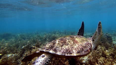 scuba diving alongside friendly sea turtle in clean ocean