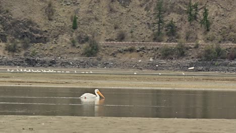 Flocking-South:-American-White-Pelican-Grace-Cooney-Bay-in-Autumn