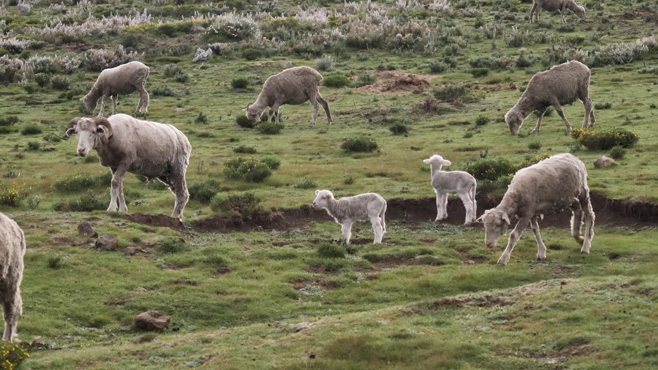 dos corderitos blancos en pastos verdes con un rebaño de ovejas grises lanudas