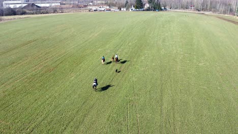 horseback riding in a green summer field - aerial tracking shot