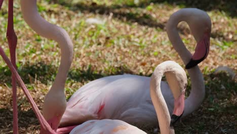 Individual-stooping-its-head-down-while-cleaning-itself-and-two-others-sleeping-during-the-day,-Greater-Flamingo-Phoenicopterus-roseus,-India