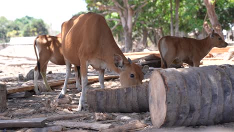 cows domestic cattle animal husbandry cows graze in