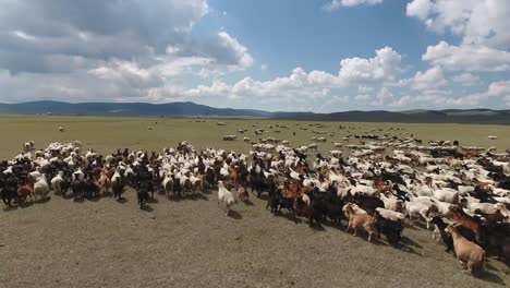 aerial drone shot over a herd of sheep in endless landscape mongolia