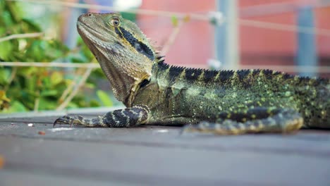 Dragón-De-Agua-De-Australia,-Lagarto-De-Agua-De-Australia-En-Un-Parque-Público-Primer-Plano-Del-Dragón-De-Agua-De-Australia