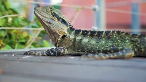 dragón de agua de australia, lagarto de agua de australia en un parque público primer plano del dragón de agua de australia