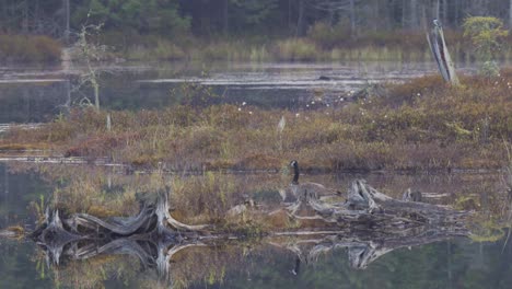 Alejando-La-Toma-De-Un-Ganso-Canadiense-Parado-En-Una-Isla-Y-Luego-Nadando