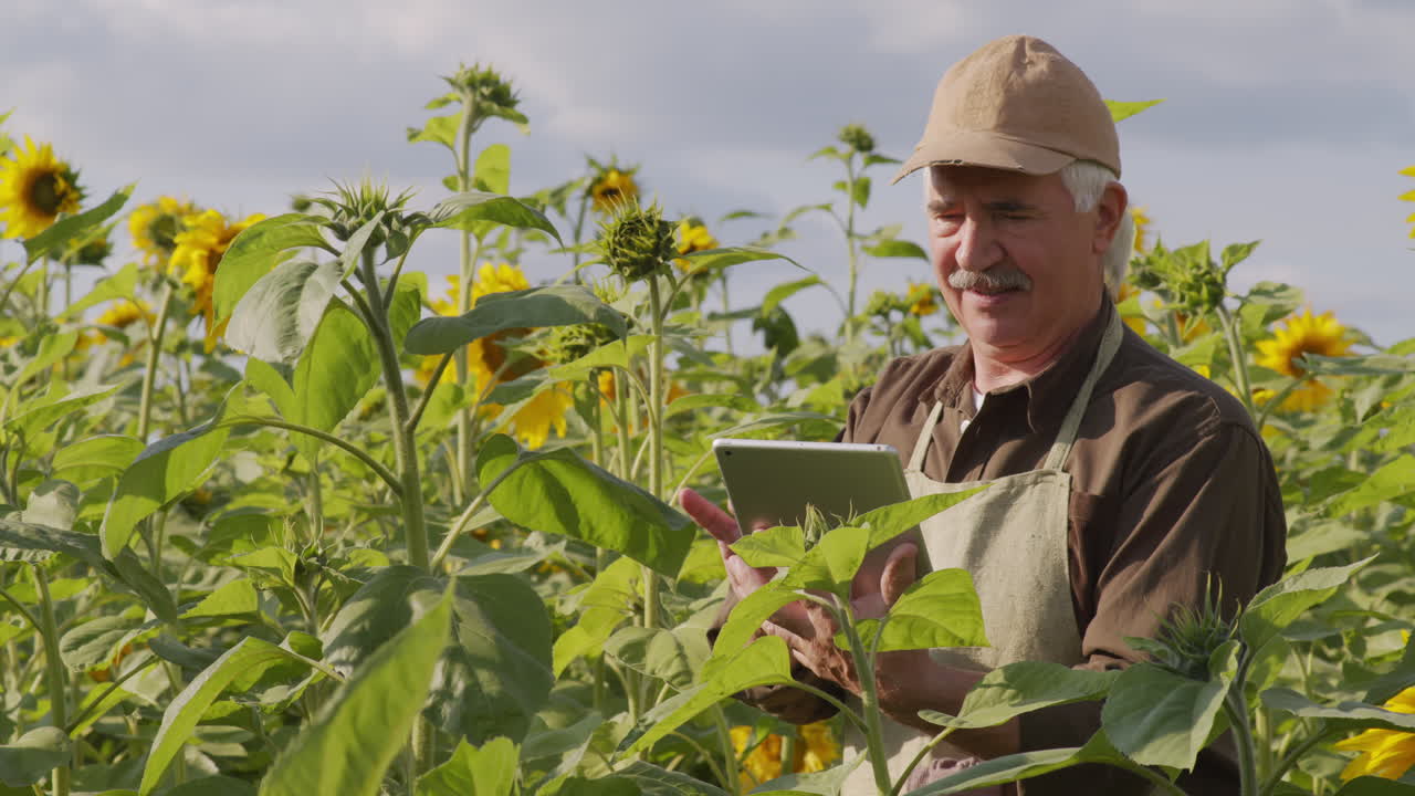 Agronomist With Tablet Examining Sunflowers