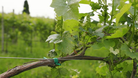 Weinrebe-Mit-Trieben-Und-Traubenblüten,-Die-Zur-Bestäubung-Bereit-Sind