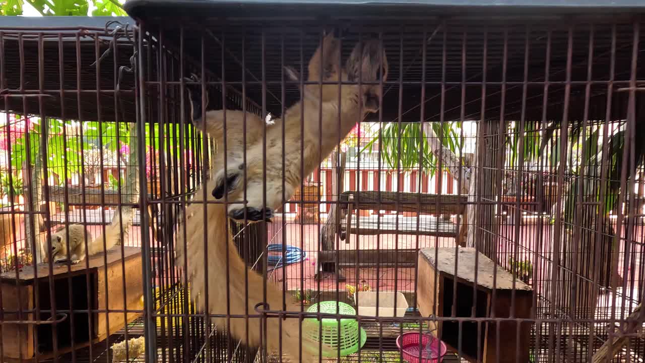 먹이 용기에 손을 고 있는 데기 속의 다람