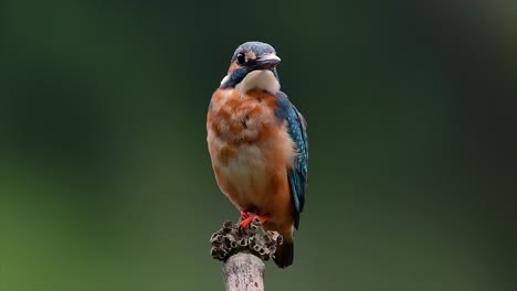 Dieser-Gemeine-Eisvogel-War-So-Freundlich,-Dass-Er-Es-Mir-Ermöglichte,-Ganz-Nah-Heranzukommen,-Als-Ich-Dieses-Filmmaterial-Aufnahm