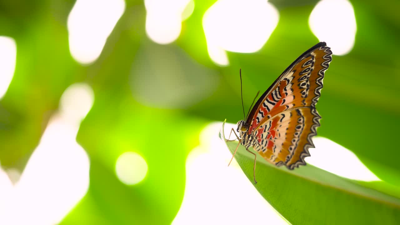 Primo piano della farfalla lacewing rossa (cethosia biblis), posata su una foglia verde.