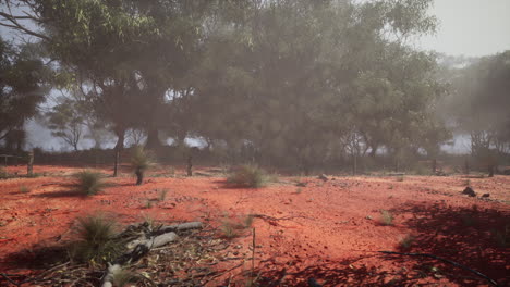 dirt field with trees in background