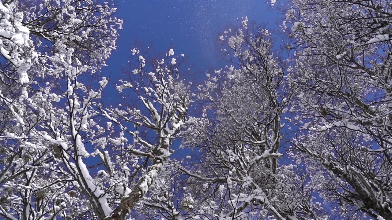 スローモーションで、澄み切った青い冬空を背景に、雪に覆われた木の枝から雪が優しく降る。