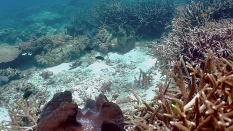 Giant-Clam-On-Sea-Bottom-With-Fishes-Swimming