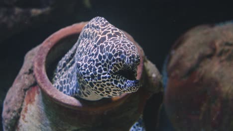 laced moray eel sticking out its head in a jar under the aquarium