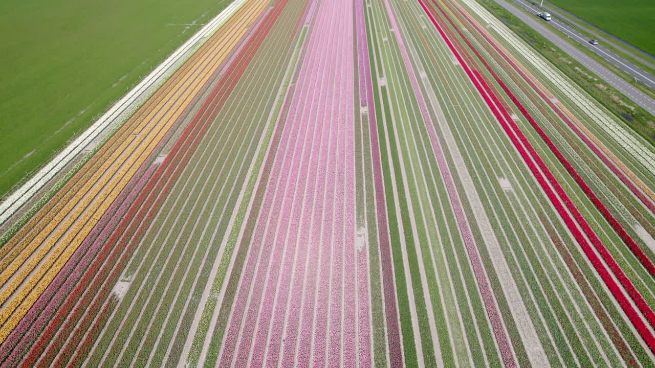 Champs de tulipes printaniers pittoresques aux couleurs éclatantes, Opmeer, Pays-Bas