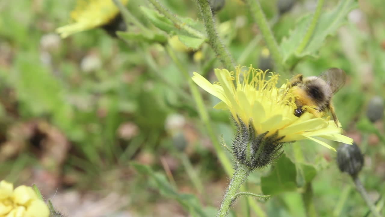 primer plano de avispones de abejas que están recolectando néctar y polen en sus piernas de la flor amarilla de la montaña en la hierba