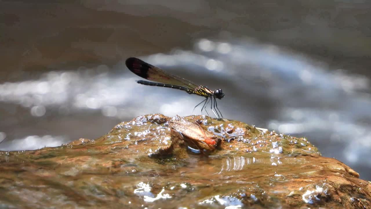 libélula en roca escalofriante uhd mp4 4k