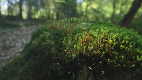 Close-up-of-green-moss-with-spores-in-flickering-sun-light-in-forest