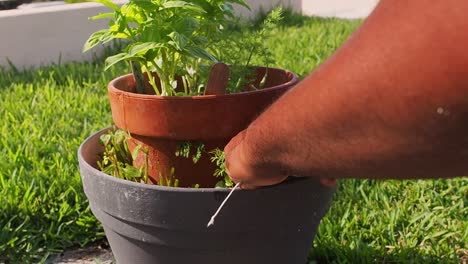 pruning fresh mint out of the pot