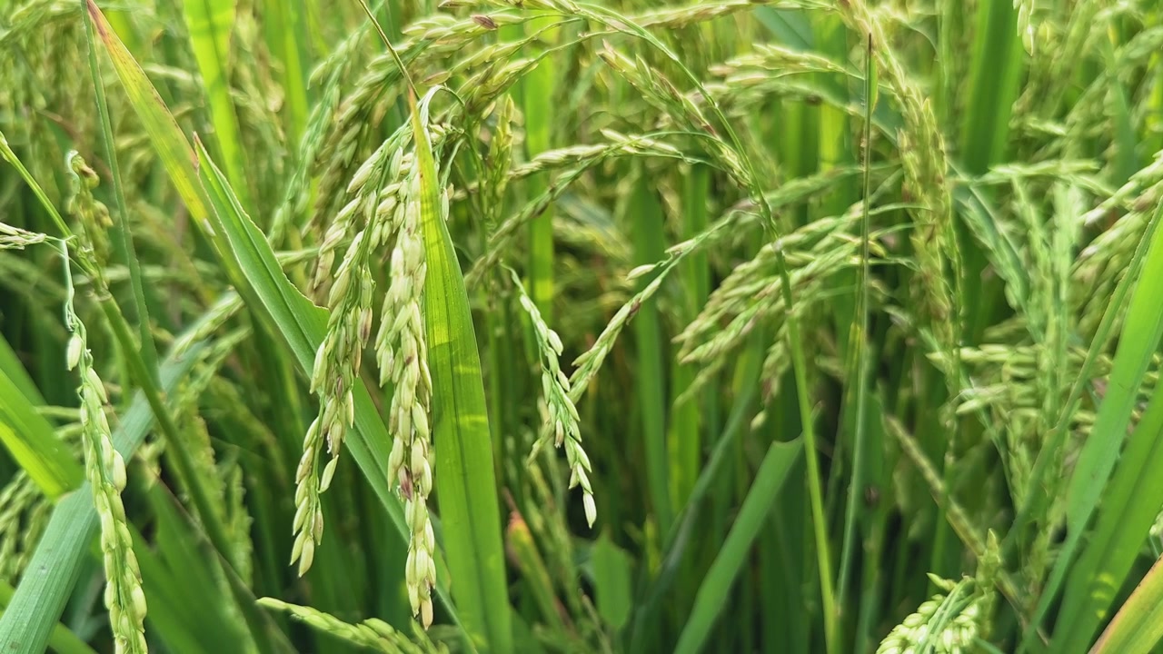 Primo piano delle spighe di riso che ondeggiano al vento. Risaia o campo di riso in India. Concetto di campo di riso. Primo piano di pianta di riso verde