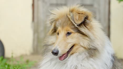 retrato de un hermoso collie áspero en el entorno al aire libre en primer plano