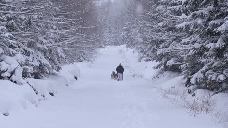 Eine-Person-In-Der-Ferne-Mit-Einem-Hundeschlitten-Mit-Huskies-In-Einem-Verschneiten-Wald