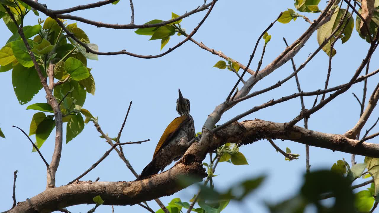chrysocolaptes guttacristatus, huai kha kaeng santuario de vida silvestre tailandia, mayor flameback