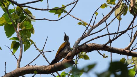 Greater-Flameback,-Chrysocolaptes-Guttacristatus,-Huai-Kha-Kaeng-Wildlife-Sanctuary-Thailand