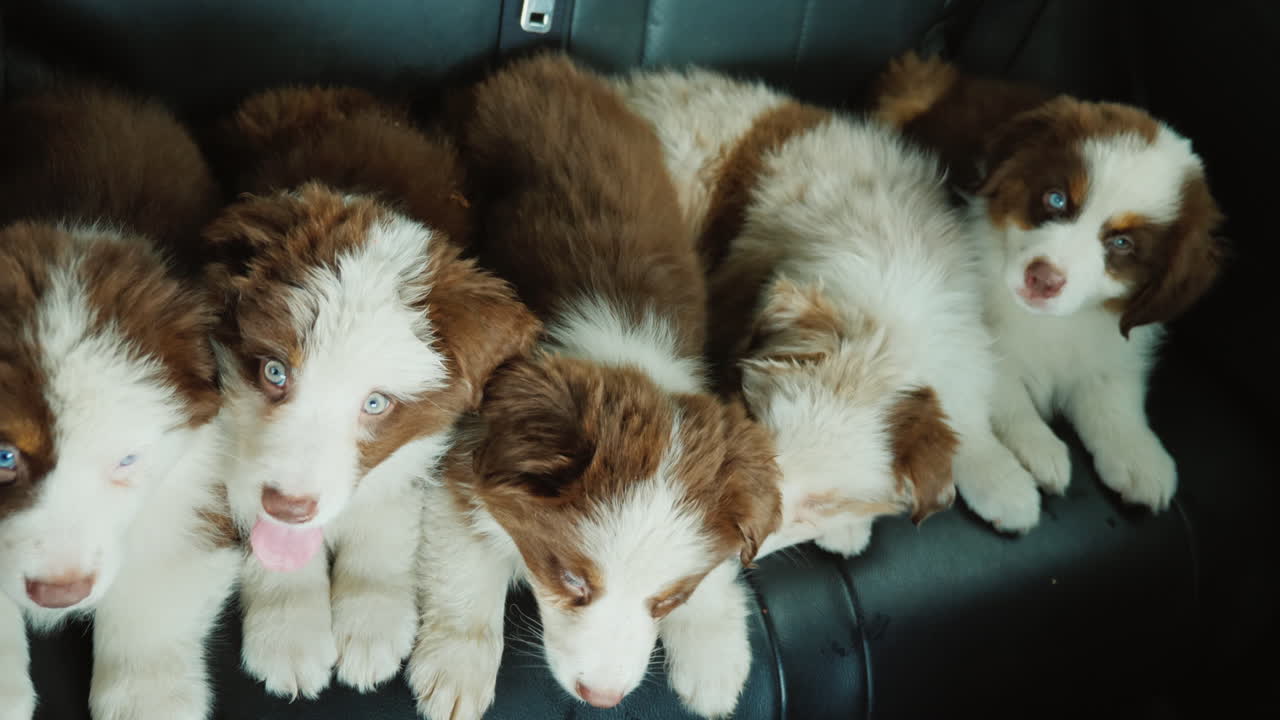 divertidos cachorros pasajeros coches que viajan cerca