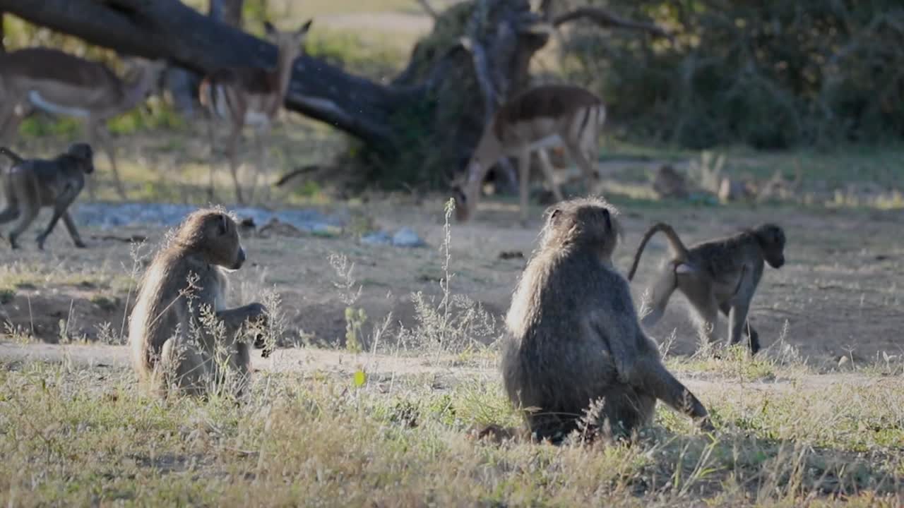 babuinos chacma comiendo raíces de vegetación con rebaño de impalas en el fondo de la sabana