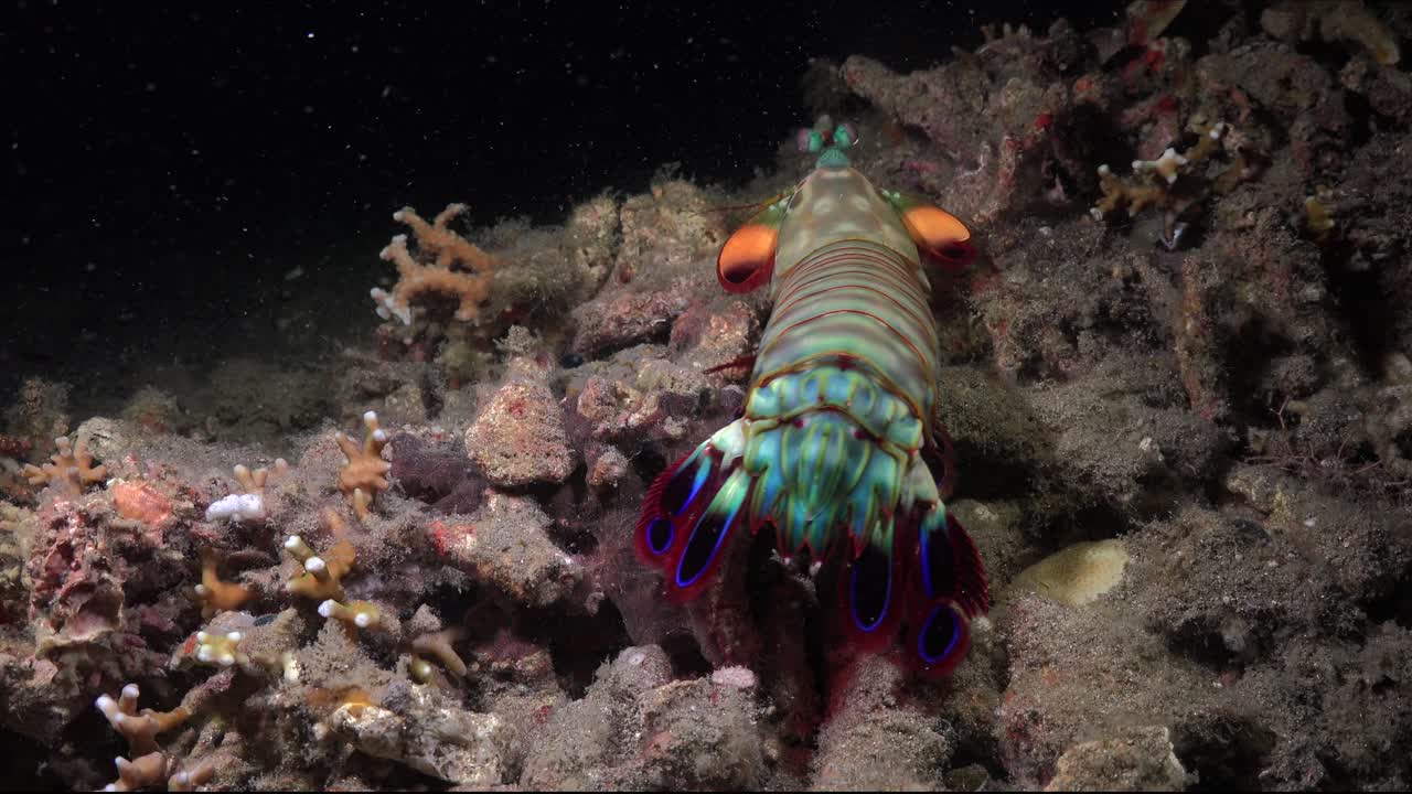 colorful Mantis Shrimp on coral rubble at night