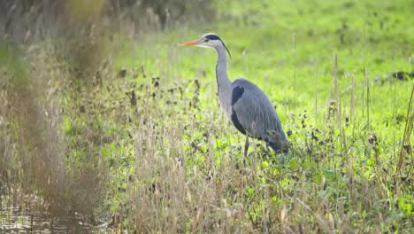 grey heron bird standing and striding in long grass on river shore