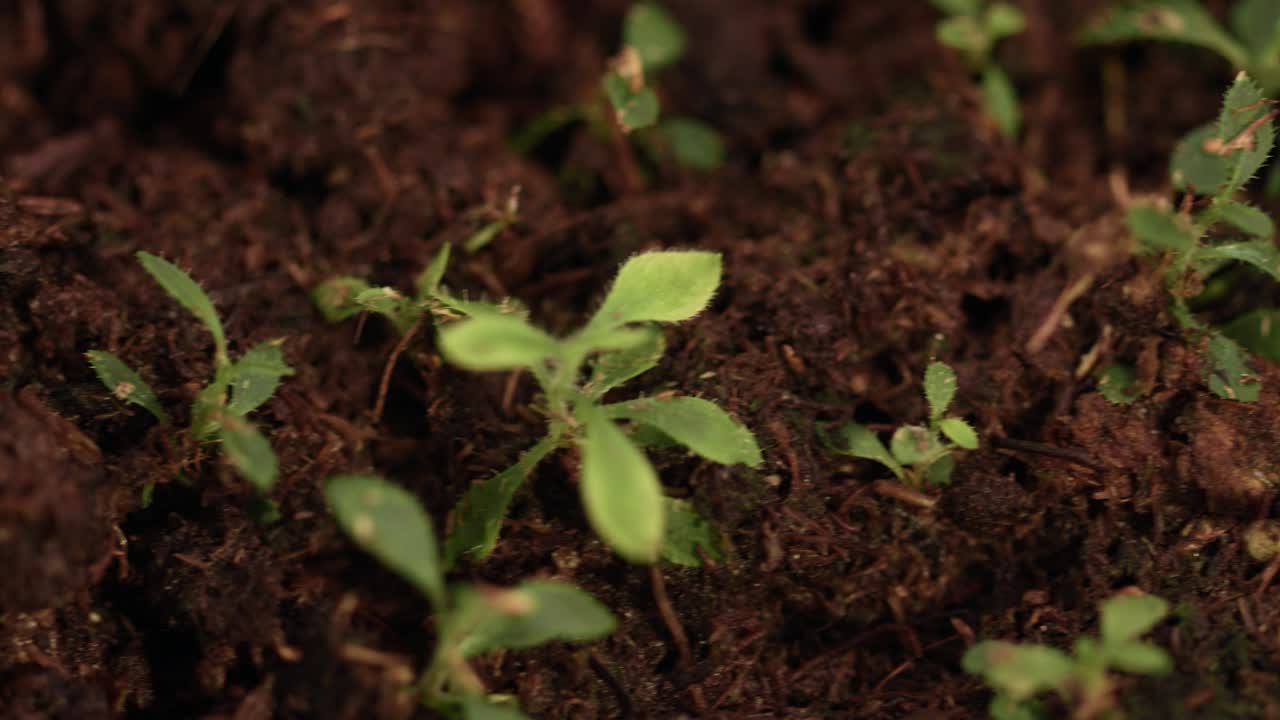 brotes jóvenes que brotan del suelo. plántulas en crecimiento. brotes en la plantación